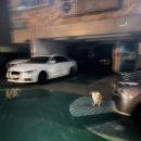 야옹하다 이미지