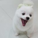 멍찌애견유치원 이미지