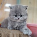 광주 고양이 분양 냥블리 광주점 이미지