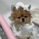 토토펫살롱 이미지