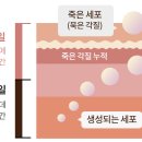 테라피아 이미지