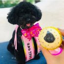 바브로(babro) 이미지