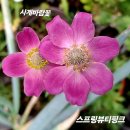 바람꽃 이미지