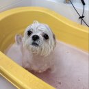 안아줄개 | 만촌동애견미용샵 추천 인조잔디 운동장 있는 안아줄개 후기