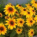 루드베키아 이미지