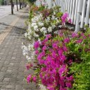 장자호수길 이미지