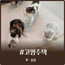 김포 가볼만한곳 고양이들과의 힐링 피크닉 고영주택 예약 방문 후기 및 주차정보