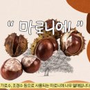 마로니에 이미지