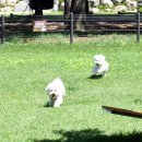 데려가개 이미지