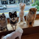 지금여기서행복하개 이미지