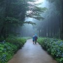 안개숲 이미지