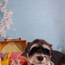 그루밍 호찌 이미지