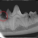 오복동물치과병원 이미지