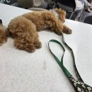 반려동물행동지도사 / 2개월 과정 | 다산서당 반려동물행동지도사 과정, 강아지와 함께한 리얼 후기