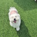 몽샤르망 애견유치원 이미지