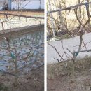 복숭아 4종류접, 정원수 접수용고욤나무 이미지
