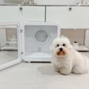 강아지 드라이룸, 캐치웰 애견 펫드라이기 n년 후기