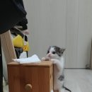 고흥도덕석류