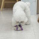 댕댕벅스 이미지