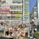 김해 강아지분양 고양이분양 도그하우스 외동점 | 해운대강아지분양, 도그하우스가 기억에 남아요