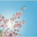 꽃피는 봄이 오면 이미지