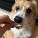 그루댕댕 이미지