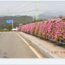 산지골 농원 Daum카페