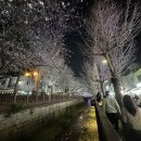 여좌천 | 진해 여좌천 실시간 벚꽃 개화상황🌸 지금 가도 될까? (여좌천 야경 후기)