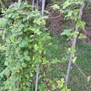 시골반찬 이미지