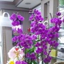 뜰아래플라워 이미지