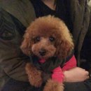 봉주르독 이미지