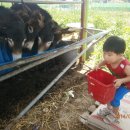 아침이슬팬션 이미지