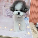 릴리줄리살롱 이미지
