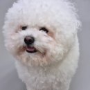 약지애견카페 서창점 | 강아지 없이도 힐링 가능! 인천 서창 약지애견카페 방문 후기