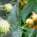 마로니에 이미지