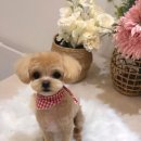 써니 애프터눈 이미지