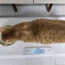 핑크젤리 네이버블로그