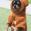 반려동물수제간식만들기 이미지