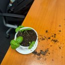 달건너농장 | 바질 키우기 두 달 후기 🌱 4월에 심은 바질 화분 성장일지