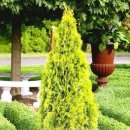 골든엔젤 이미지