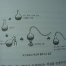 백조목 플라스크 실험에서 조작변인 이미지