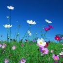 메밀꽃필무렵 이미지