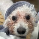 댕이발소 이미지