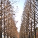 메타세쿼이아길 공중화장실 이미지