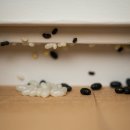 원스톱방역 - 안산시 상록구 네고지3길 16 | 원스톱방역