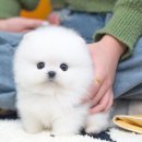 유앤미펫 고양이분양 강아지분양 인천본점 이미지