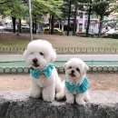 애견＆만들기