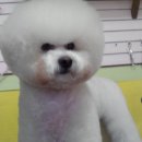 권미정펫살롱 Daum카페