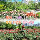 백장미 | 부산 장미 명소｜화명동 장미공원 초여름 산책 후기