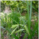 대청호오백리길 찬샘마을길 이미지